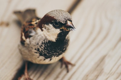 选择聚焦摄影short-beak鸟栖息在米色木质表面
